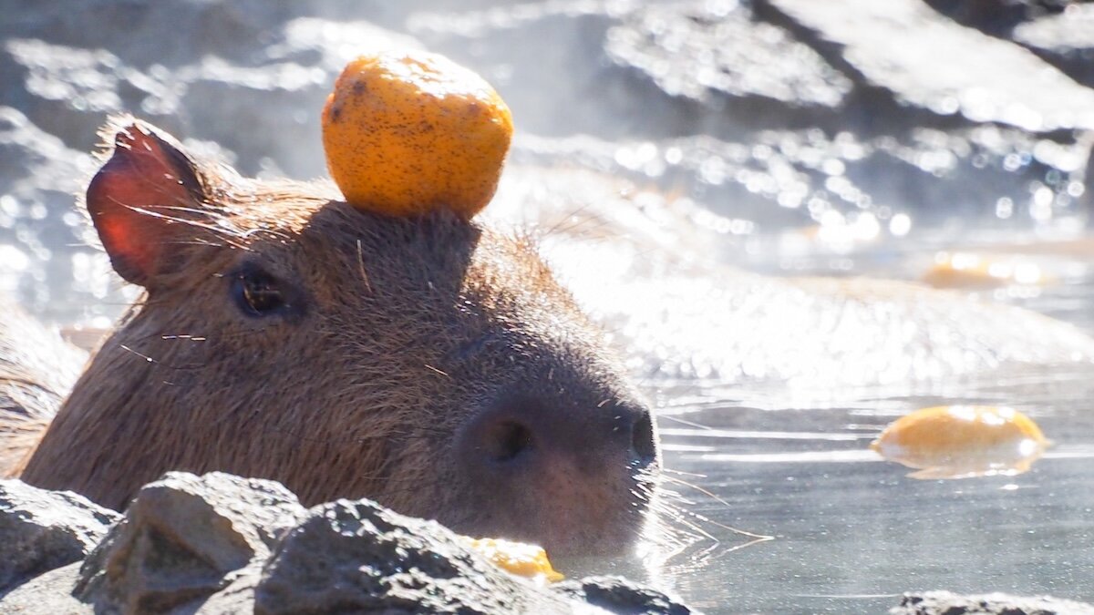 東洋医学的暮らし方「冬至」「陰」を補う