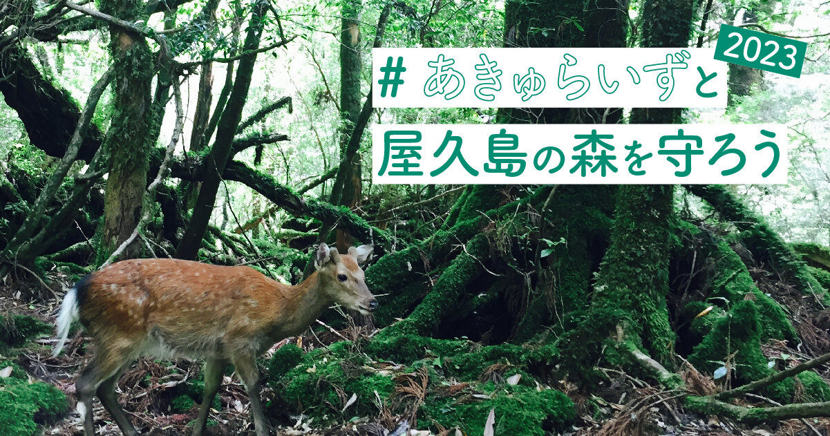 屋久島の森を守る活動に参加しませんか？